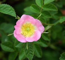 Heckenrose-rosa.jpg